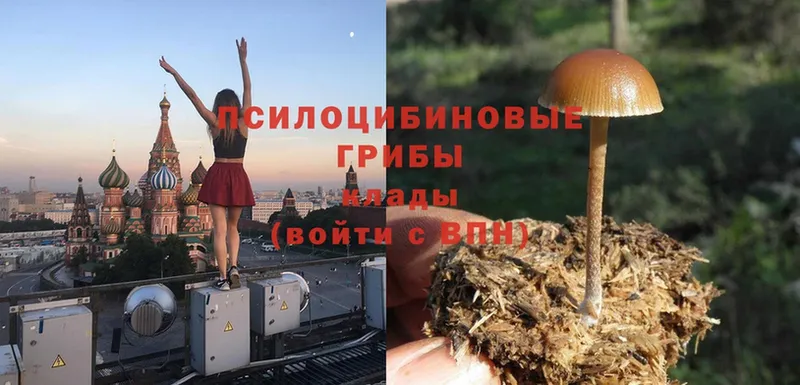 Псилоцибиновые грибы Cubensis  Железногорск-Илимский 